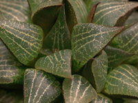 Haworthia emelyae var. comptoniana